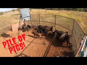 Trapped 19 wild hogs and your Sunday morning wild hog market report with Muddyfeet