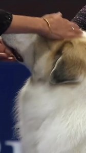 47K views · 1.6K reactions | great pyrenees  #greatpyrenees #pyrenees #dog #show #kennelclub #edit #dogedit #dogtok #dogsoftiktok #tiktokdogs #nbc #chien #pretty #superior #petsoftiktok | Great Pyrenees | Facebook