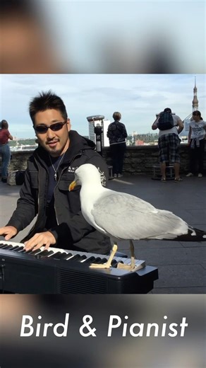 【ピアノに飛び乗る鳥】海外でストリートピアノをしていると奇跡的な瞬間がありました🕊️ A Miracle on the Piano! This seagull sat for 10 mins