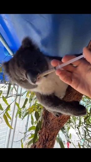 Before Anna went for her surgery we need to feed her up a bit in case she had trouble eating post surgery. As always we went to our favourite supplement for helping koalas maintain their weight when they are having difficulty eating @Vetafarm Koala Crittacare. This is a product especially designed for koalas although they have many other products for different animals. As you can see Anna loves it and to be honest I can’t remember any koala who has needed to have it refuse it. If you find a sick