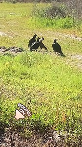 A juvenile Crested Caracara and some Black Vultures were recently spotted in the backcountry foraging on a dead invasive armored catfish. When disturbed or agitated, Crested Caracara will give a rattling call while they perform neck acrobatics, throwing their heads way back! 🎥:Audubon staff/Allyson Webb | Audubon's Corkscrew Swamp Sanctuary
