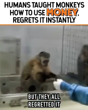 63K views · 1K reactions | Humans once taught monkeys how to use money, but it turned into chaos fast, a real-life lesson in unintended #fblifestyle economics. | It's IVAN | Facebook