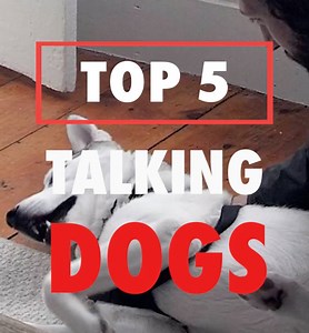 1.3M views · 16K shares | I don't speak dog fluently, but #2 is AMAZING  | The Pet Collective | Facebook