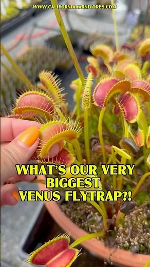 What’s Our Very Biggest Venus flytrap?