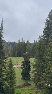 5K views · 45 reactions | Our Majestic Disc Golf Course opens tomorrow! That’s right our 18 hole disc course will be open along with our scenic lift rides. Snag a Summer lift ticket or Majestic Season Pass to join in on all the festivities off of Majestic this summer. And don’t you worry mountain biking will open for the season on July 4th! | Brighton Resort | Facebook