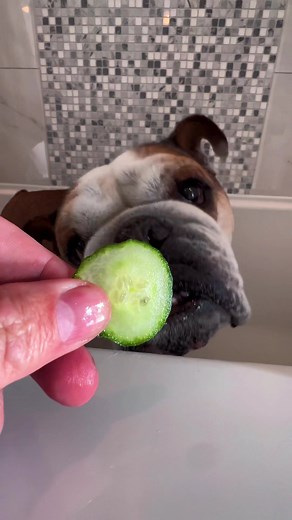 Epsom Salt Soak for Interdigital Cyst on Bentley with Cucumber Slices