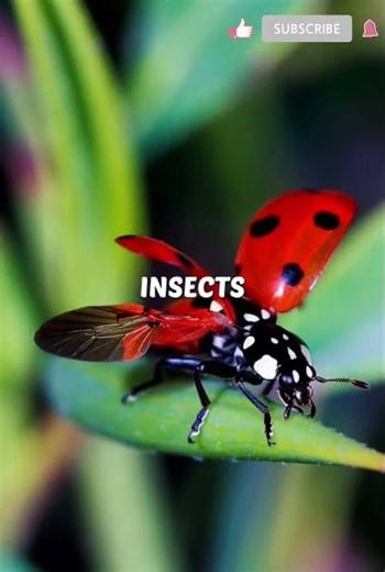 Unbelievable Ladybug Power: This Tiny Bug Devours Over 5,000 Insects! 🐞🔥 #FactsAI #Amazing #USA