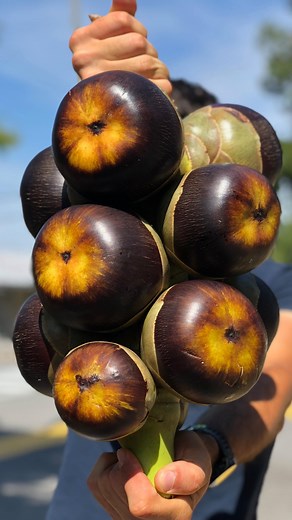 Get 50% off Frozen Ice Apple w/ code: ICEAPPLE50 at the checkout. 😍 Ice Apple comes from the Borassus Palm. The tree can grow up to 100 feet high which makes it extremely difficult to harvest. 🌴 It has a very mild flavor and coconut meat-like texture. 🥥 We are excited to offer this unique fruit to you and hope it either brings you a taste of home or a brand new fruit tasting experience. 😊️ ➡️ miamifruit.org 🌈 #iceapple #toddypalm #borassuspalm #borassuspalmfruit #rarefruit #miamifruit | Mia