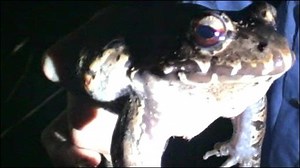 How to catch a screaming frog