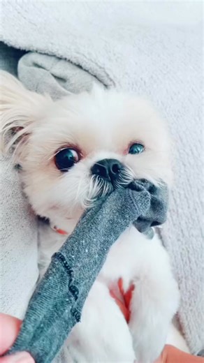 997_Stella’s inner Chewbacca always comes out when she’s angry #chewbacca #dog #pet #KeepItRealMeals #drama #dog | Thatdogstella