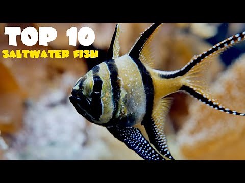 Top 10 Fish for 40 Gallon Saltwater Tank