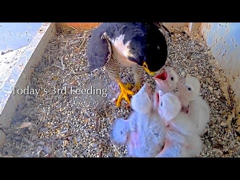 #39🦅🐥9°🐥9°🐥9°🐥9°／San Jose City Hall Falcon Nest 2026／Hartley💗Monty／City of San Joes