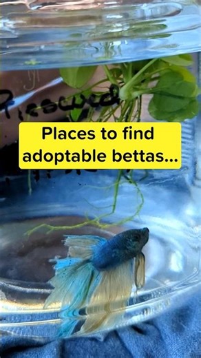 Fish adoption is an option