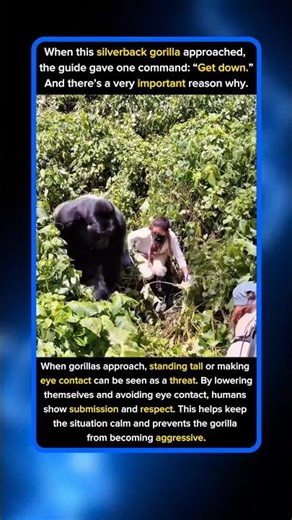 When This Gorilla Got Close, Everyone Had To Get Down