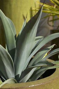 Types of Agave Plants Without Thorns