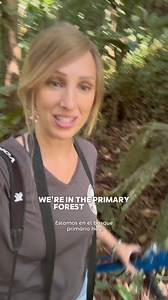 Will the tracking team find Pipa the sloth in the primary forest? The Urban Sloth Project team, this time led by Dr. Cliffe, is on their daily mission to locate the sloths we are monitoring, for this research about the impacts of habitat disturbance on wild sloths in the South Caribbean of Costa Rica. Follow us for more updates, sloths, science, and conservation! | The Sloth Conservation Foundation