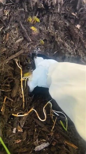 Underground wasp nests 🤯