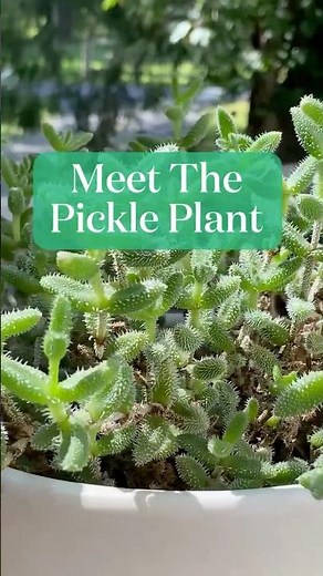 Meet The Pickle Plant