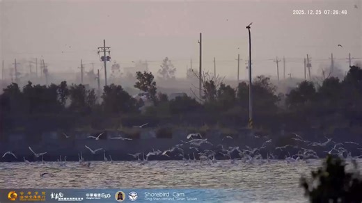 在2026年來到之刻，萬鳥齊飛、奔騰天際，也送給正在前行的你我。 As 2026 arrives, countless birds take flight and surge across the sky, carrying blessings for all of us who are still moving forward. #http://www.youtube.com/channel/UCPj-5Q1uep2A-t5Ret2g0FQ/live #BFSA #水鳥直播(Shorebird Cam) #黑面琵鷺(Black-faced Spoonbill) #中華電信臺南營運處(Tainan Branch of Chunghwa Telecom Co.,Ltd.) #財政部國有財產署(National Property Administration, Ministry of Finance) #合作金庫銀行(Taiwan Cooperative Bank) #雲嘉南濱海國家風景區管理處(Southwest Coast National Scenic Area Headquater