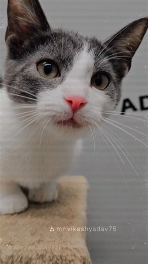 20 reactions | The first 2 of the Primus crew have made their way to the cat room. Frizzle Fry is a male tabby and Captain Shiner is gray and white male. #rescuecatsrock #primus #adoptables #tailsoftherescued | Tails of the Rescued | Facebook