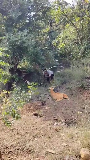 2.1M views · 4.4K reactions | Dear catching #viralreelsシ #viralreels #treding #Dear #wildlifephotography #tiger #viral #inspirationalvideos #animallovers #FinalMatch | Bapi Vfx Pradhan | Facebook