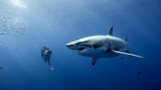 Bande-annonce : Oceans VF