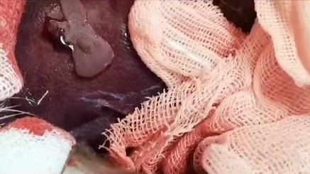 Nature Research清华大学刘凯团队重要突破由基因工程多肽中提取的超强生物胶
