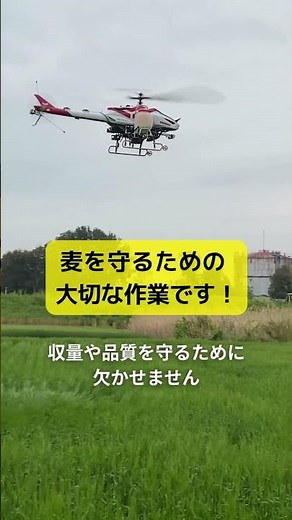 無人ヘリで麦の赤かび病防除を実施🚁🌾