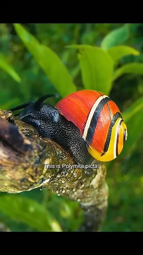 @forest.wild.soul on Instagram: "🐌🌈 Meet the Polymita picta, often called the “Cuban Painted Snail” – and for good reason! These tiny treasures from eastern Cuba boast some of the most vibrant and diverse shell patterns in the world. Seriously, no two are exactly alike! 🎨 Did you know they’re hermaphrodites but can’t self-fertilize? Their mating rituals are super unique, involving a “love dart” that transfers hormones! Talk about a wild love story! ❤️🌿 Sadly, habitat loss and illegal poachin