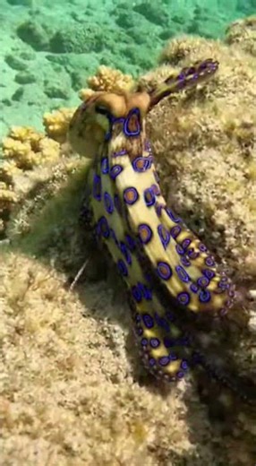Blue Ringed Octopus Close Encounter #BlueRingedOct