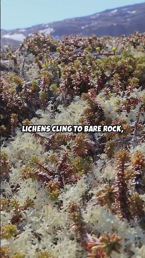 The Plants That Live in Antarctic Ice