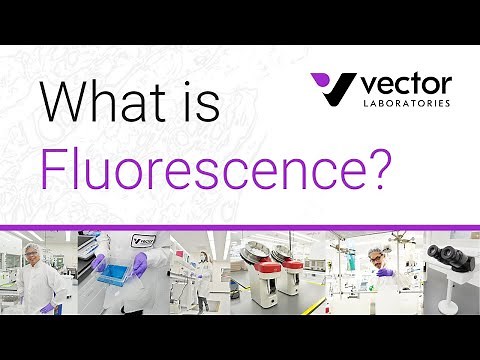 What is Fluorescence in Chemistry? A quick breakdown of the science behind Immunofluorescence