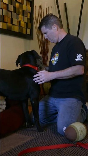 Black Lab Enters His Forever Home! | Pit Bulls and Parolees | Animal Planet