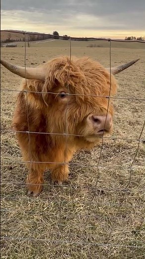 This Highland Cow Dominick Is Always Mooing Out Loud Funny Cattle Moments