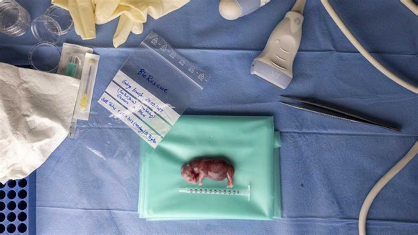 A rhino got pregnant from embryo transfer, in a success that may help nearly extinct subspecies