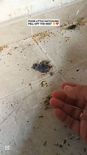 1.3M views · 10K reactions | POOR LITTLE HATCHLING FELL OFF THE NEST ❤️ #dinothecanarybird #reelsviralシ #reelsvideoシ #reelsfbシ #viralvideoシ #reelsfypシ #fypシ #cutepets #birdwatching #fypシ゚ #birdlife #birdlover #birds #eggs #nest #petlovers #pets #animallover #zebrafinch #canarybird #pajaros #pet #pajaritos Mairon Mabilangan Elma Basaysay | Emily Mabilangan | Facebook