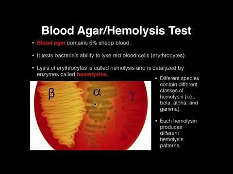 Microbiology: Hemolysis/Blood Agar
