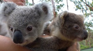 What's better than one baby koala? TWO baby koalas!!!! 🐨🐨 | Australian Reptile Park