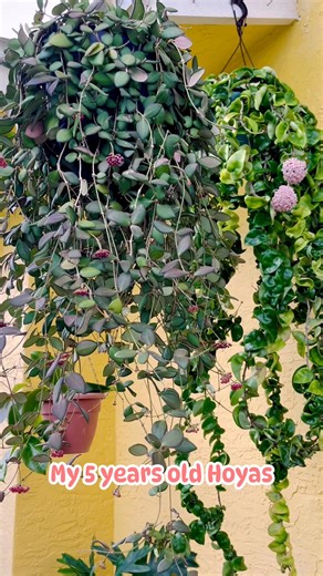 Hoya Hindu Rope and Hoya Burtoniae ❤️ #plantsmakepeoplehappy #fb #fbreelsvideo #hoya #plants #fblifestyle #fbreelsfypシ゚ #fblifestylechallenge | CorysGarden