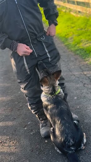 Puppy Training. #protectionk9scotland #dogtrainer #dogtraining #protectiondogs | Protection k9 Scotland