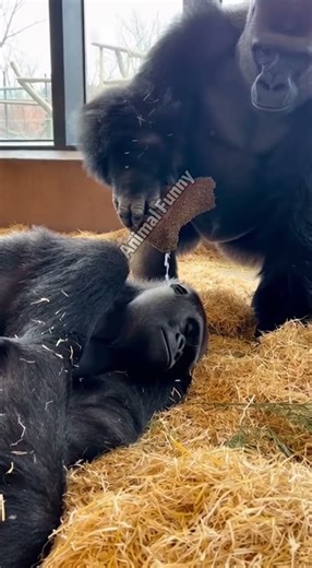 Gorilla Pranks his Sleeping Wife... INSTANT REGRET 💀💦