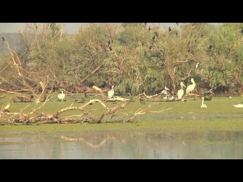 Delta Dunarii - Sunetul naturii ! Danube Delta - The sounds of nature ! (Full HD)