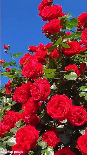 Red Roses Bloom in Sunshine 🌹 | Nature Beauty 4K | Relaxing Flower View