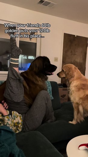 Leonberger vs Golden Retriever Playful Showdown