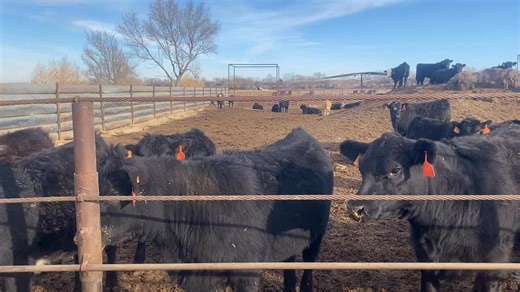 Check out these heifers consigned by Les Dietz for January 27th. These ladies are long time weaned, fully vaccinated and bunk broke. Auction's scheduled to start at 11am on Tuesday, with weigh-ups followed by calves. | Alma Livestock Auction LLC