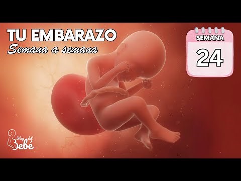 ❤️ Semana 24 de embarazo 🤰 Síntomas, consejos y desarrollo del bebé | El embarazo semana a semana