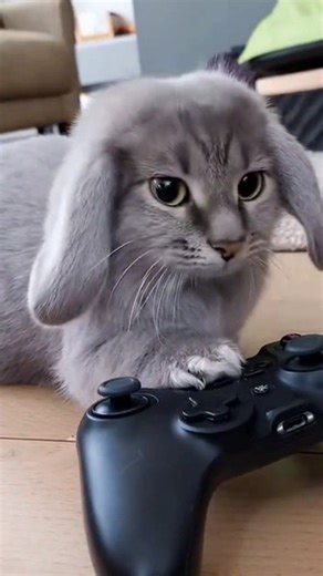@cabbitworld on Instagram: "Gamer Cabbit 🐇 #fyp #reels #cabbit #bunny #cat"