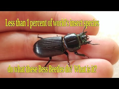 Bess Beetles are the BEST Parents in insect World! What insects do this? Family Passalidae.