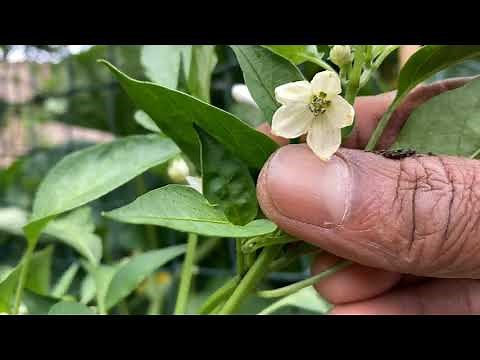 Manually pollinate chilly plants for tons of chilies
