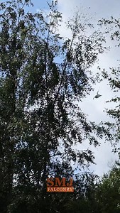 Hoggle is such an amazing Falcon. GYR Falcons are one of the most powerful falcons in the world. Capable of incredible straight line speed, and endurance flying 🪽 #gyrfalcon #whitefalcon #falconry #birdsofprey #birdsofinstagram #smjfalconry #yorkshire #birdlover #gyr | SMJ Falconry